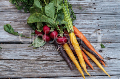 Organic red radishes and carrots