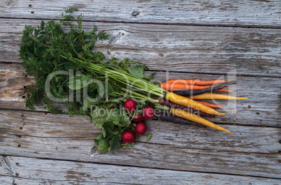 Organic red radishes and carrots