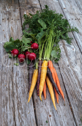 Organic red radishes and carrots