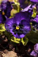 Colorful pansy flower