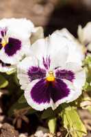Colorful pansy flower
