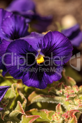 Colorful pansy flower