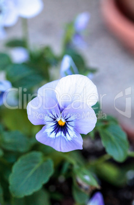 Colorful pansy flower