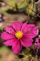 Cosmos daisy blooms