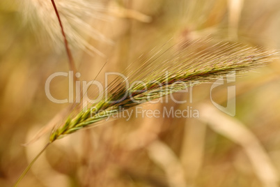 Yellow fountain grass called Pennisetum alopecuroides