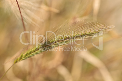 Yellow fountain grass called Pennisetum alopecuroides