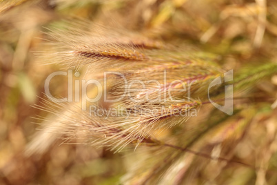 Yellow fountain grass called Pennisetum alopecuroides