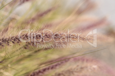 Yellow fountain grass called Pennisetum alopecuroides