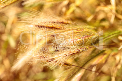 Yellow fountain grass called Pennisetum alopecuroides