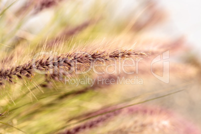 Yellow fountain grass called Pennisetum alopecuroides