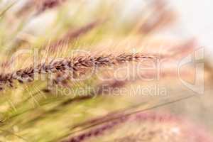 Yellow fountain grass called Pennisetum alopecuroides