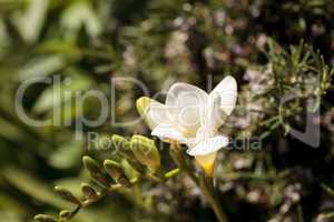 Freesia flower