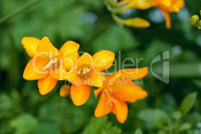 Freesia flower