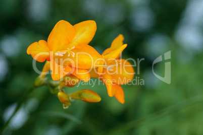 Freesia flower
