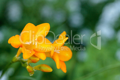 Freesia flower