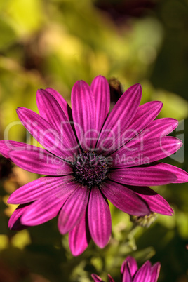 Macro of African daisy Osteospermum ecklonis