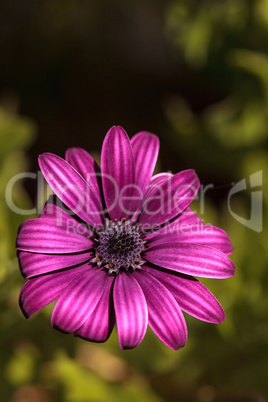 Macro of African daisy Osteospermum ecklonis