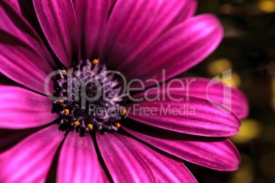 Macro of African daisy Osteospermum ecklonis