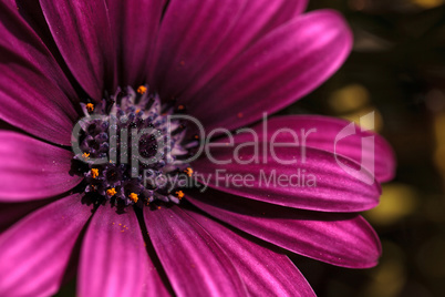 Macro of African daisy Osteospermum ecklonis