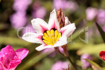 Mariposa lily flower