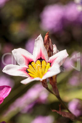 Mariposa lily flower