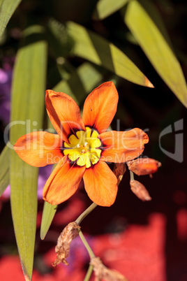 Mariposa lily flower