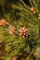 Small green pine needle