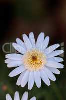 White button daisy