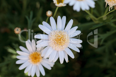 White button daisy