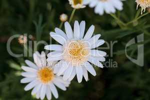 White button daisy