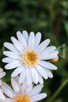 White button daisy