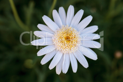 White button daisy White button daisy