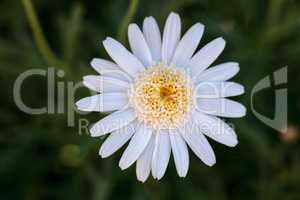 White button daisy