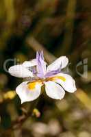 White and purple Douglas iris