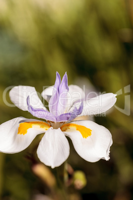 White and purple Douglas iris