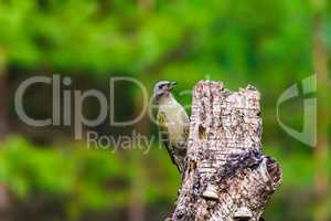 Gray-headed Woodpecker in a spring forest
