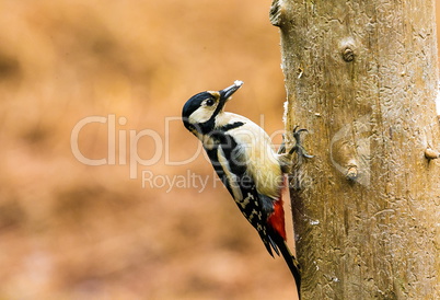 Great Spotted Woodpecker in a spring forest