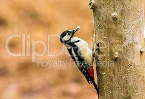 Great Spotted Woodpecker in a spring forest