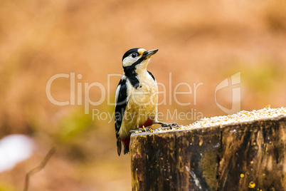 Great Spotted Woodpecker on a stump