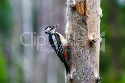 Great Spotted Woodpecker in a spring forest