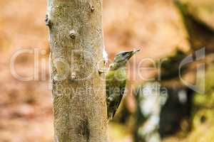Gray-headed Woodpecker in a spring forest