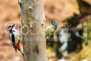 Great Spotted and gray-headed Woodpeckers in a spring forest