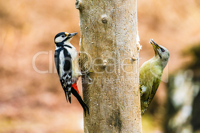 Great Spotted and gray-headed Woodpeckers in a spring forest