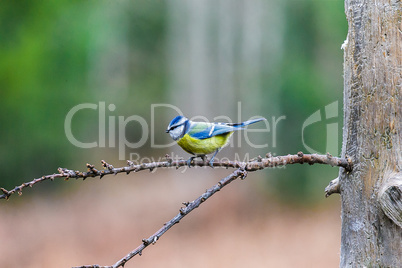 Blue Tit Bird sitting on a stump