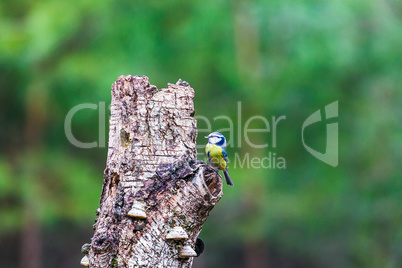 Blue Tit Bird sitting on a stump