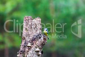 Blue Tit Bird sitting on a stump