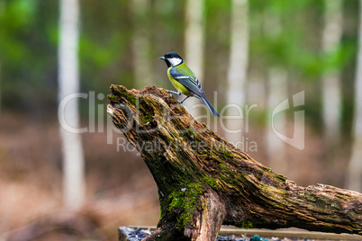 Blue Tit Bird sitting on a stump