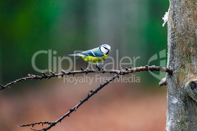 Blue Tit Bird sitting on a stump