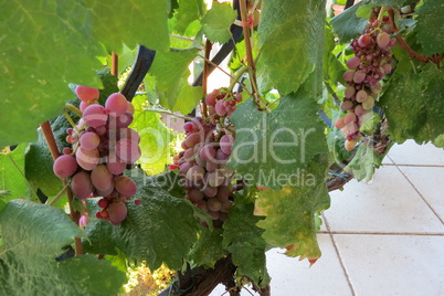 A red grape bunches