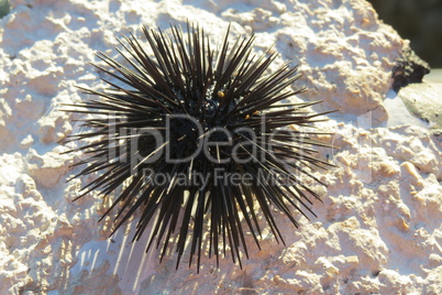 Sea urchin (sea hedgehog) from Adriatic sea